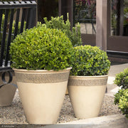 Boxwood, Winter Gem CT#10